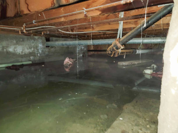 Best Carpet water damage restoration  in Cannon Af, NM