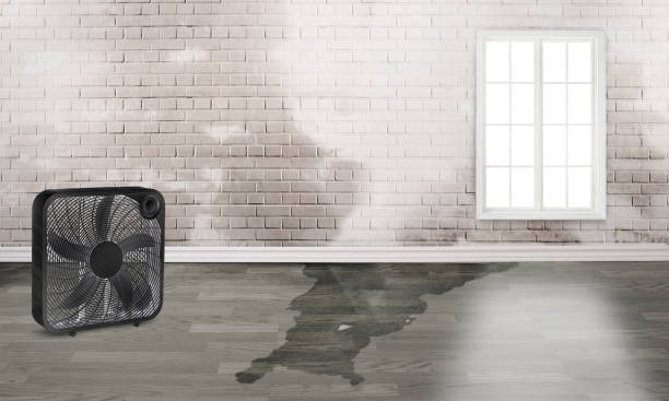 Best Water damage repair service  in Cannon Af, NM
